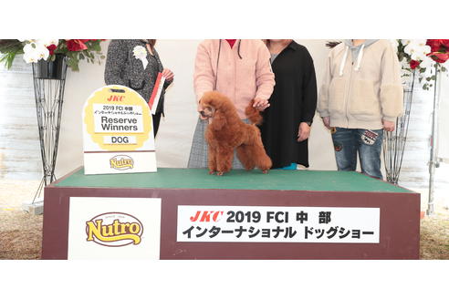 販売中のティーカッププードルの親犬